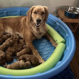 Golden Retrievers from GWPups
