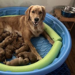 Golden Retrievers from GWPups