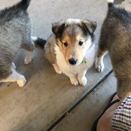Collie Puppies from Flying W Collies