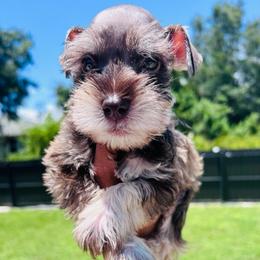 Liver bear - Salt and pepper male Miniature Schnauzer puppy in Lehigh Acres, Florida from Regency Schnauzer