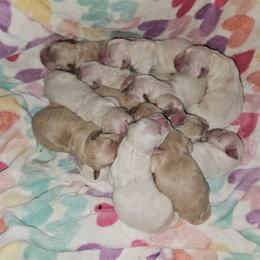 Kiara Boy 4 - Golden male Golden Retriever puppy in Niles, Michigan from Christiana Creek Goldens