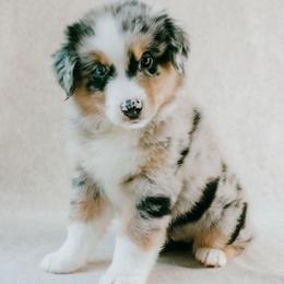 Valley - Blue merle female Australian Shepherd puppy in Aberdeen, North Carolina from Huckleberry Hill Aussies LLC.
