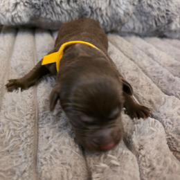 Yellow - Chocolate male Labrador Retriever puppy in Bartlett, Tennessee from Red Hearts Labradors