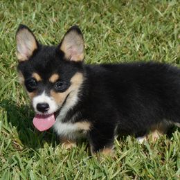 American Corgi Puppies from Tori’s Sassy Corgis
