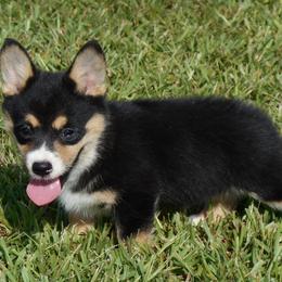 American Corgi Puppies from Tori’s Sassy Corgis