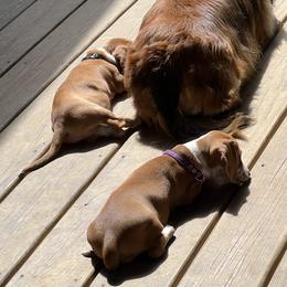 Dachshund Puppies from Witchy Woman’s Wiener’s