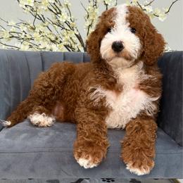 Cider - Red  male Goldendoodle puppy in Yuciapa, California from AlltheDoodlez_
