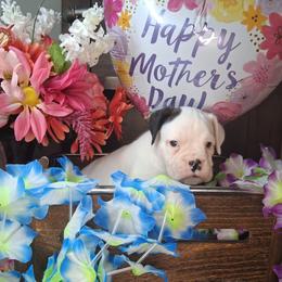 Boy 5 - White male Boxer puppy in Pikeville, Kentucky from Boxers of Whispered Wishes
