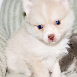 Dave - White male Pomsky puppy in Uintah County, Utah from Bingo's Wolfhounds, Lollipop Pomskies