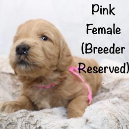 Pink - Apricot female Goldendoodle puppy in Maryville, Tennessee from Twin City Doodles