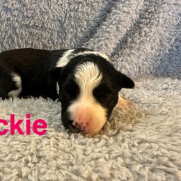 Jackie - Black and white female Border Collie puppy in Jonesboro, Arkansas from Hampton Border Collies