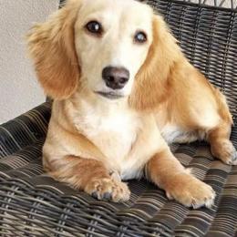 Bijou - Red female Dachshund puppy in El Cajon, California from roxiesdoxies