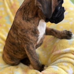 Boxer Puppies from Von Royal Dell’Infinite