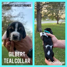 Gilbert Hocus Pocus - Black brown and white male Basset Hound puppy in Park City, Kansas from Stegmans Basset Hounds