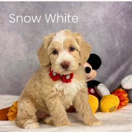 Snow White - Apricot female Australian Labradoodle puppy in Raleigh, North Carolina from Happy Tails Labradoodles