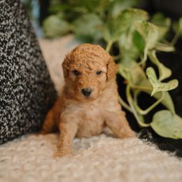 Tan Line - Apricot female Aussiedoodle puppy in Inman, South Carolina from Dark Corner Doodles