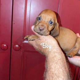 Toby - Red male Bloodhound puppy in Conway, Missouri from Ozark Mountain Kennel