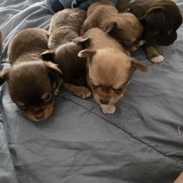 Chihuahua Puppies from The Joyful World of Chihuahuas