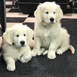 Golden Retriever Puppies from Dale Hollow Goldens