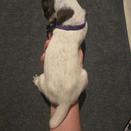 Purple Girl - Liver and white female German Shorthaired Pointer puppy in Johnson City, Tennessee from ShatzFired Shorthairs