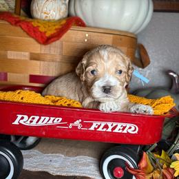 Boy 2 - Golden male Cockapoo puppy in Lake Tansi, Tennessee from Davis cockapoos