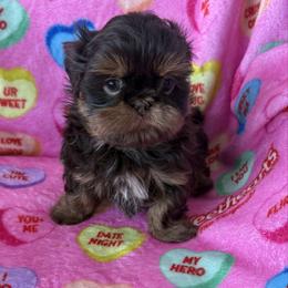 Rudolph - Chocolate and tan male Shih Tzu puppy in Connersville, Indiana from Anna’s Farmhouse Shihtzus