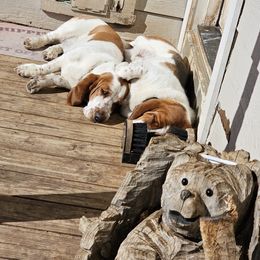 Basset Hound All Grown Up from Hazard Hound Kennels