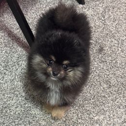 Gia - Black and tan female Pomeranian puppy in Bourbonnais, Illinois from T & D Poms