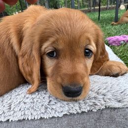 Pinker Girl as my husband calls her - Dark golden female Golden Retriever puppy in Aumsville, Oregon from Bigfoot Goldens AKC Registered Dark Red