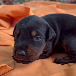 Avery - Black and rust female Doberman Pinscher puppy in Toney, Alabama from Bhon Mhuir Dobermanns