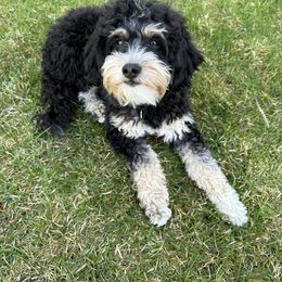 Bailey - Bernedoodle