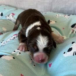 Ty - Red tri male Miniature Australian Shepherd puppy in Norco, California from River Springs Aussies