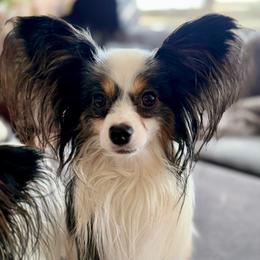 Zak - Papillon