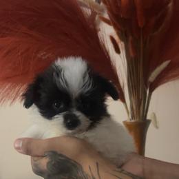 Bubbles - Parti female Maltipoo puppy in Long Island, New York from Minipaws kennel