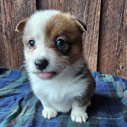 Shannon - Red female Pembroke Welsh Corgi puppy in Castle Rock, Washington from Heckman Corgis