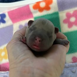 Love - Blue fawn female French Bulldog puppy in Peru, Indiana from Angie's Little Bostons And Frenchies