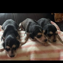 Puppy Girl 2 - Blue and cream female Afghan Hound puppy in Carlisle, Pennsylvania from Winterberry Afghan Hounds