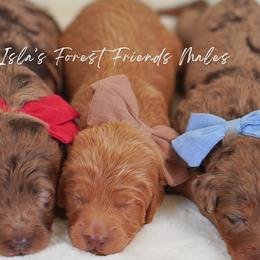 Hickory - Apricot male Goldendoodle puppy in Norcross, Georgia from Teddy Puppies