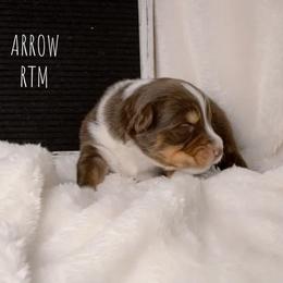 Australian Shepherd Puppies from Take Five Aussies