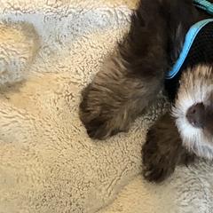 Miniature Schnauzer Puppies from Southern Magnolia Schnauzers
