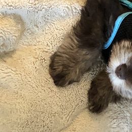 Miniature Schnauzer Puppies from Southern Magnolia Schnauzers