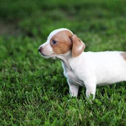 Dachshund Puppies from Tygart Creek Dachshunds