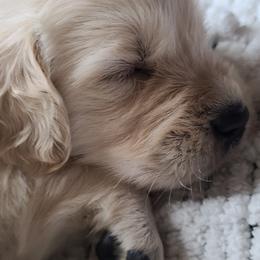 Golden Retriever Puppies from Southern Golden Retrievers