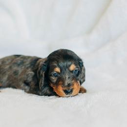 Dachshund Puppies from Iowa Dachshunds