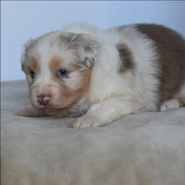 Effie - Red merle female Australian Shepherd puppy in Jameson, Missouri from Sky Creek