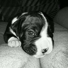 Boxer Puppies from Winchester Boxers