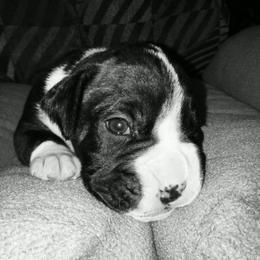 Boxer Puppies from Winchester Boxers