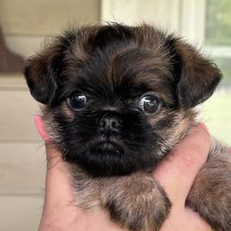 Brussels Griffon puppies from Critter918