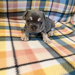 Clinton - Blue French Bulldog puppy in Davenport, Iowa from QC Finest Frenchies & Brussels