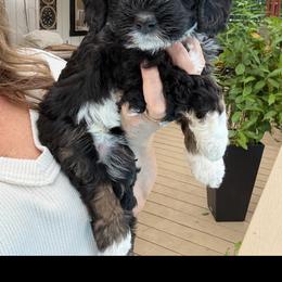 Willow - Phantom female Bernedoodle puppy in Grants Pass, Oregon from Royal Empire Bernedoodles